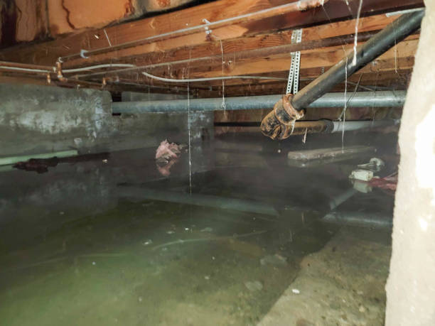 Best Flood damage cleanup  in Plainsboro Center, NJ