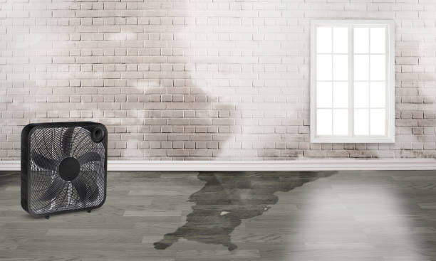 Best Local water damage restoration  in Plainsboro Center, NJ